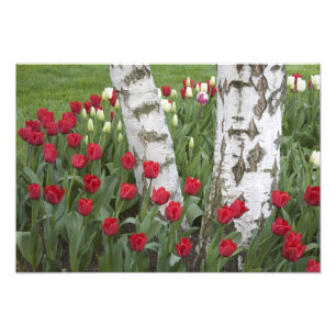 WA, Skagit Valley, Roozengaarde Tulpen tuin Foto Afdruk