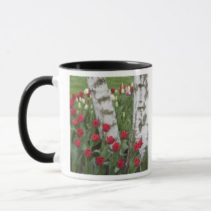WA, Skagit Valley, Roozengaarde Tulpen tuin Mok