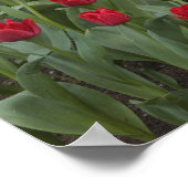 WA, Skagit Valley, Roozengaarde Tulpen tuin Poster (Hoek)