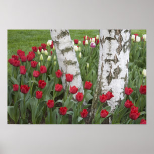 WA, Skagit Valley, Roozengaarde Tulpen tuin Poster