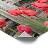 WA, Skagit Valley, Roozengaarde Tulpen tuin, Poster (Hoek)