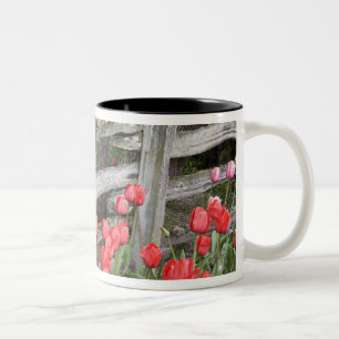 WA, Skagit Valley, Roozengaarde Tulpen tuin, Tweekleurige Koffiemok