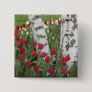 WA, Skagit Valley, Roozengaarde Tulpen tuin Vierkante Button 5,1 Cm
