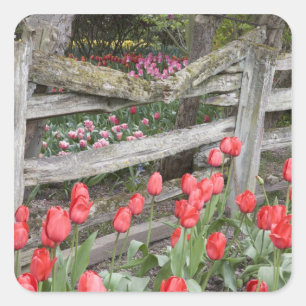 WA, Skagit Valley, Roozengaarde Tulpen Tuin, Vierkante Sticker