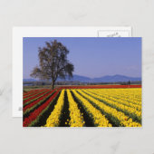 WA, Skagit Valley, Skagit Valley Tulip 2 Briefkaart (Voorkant / Achterkant)