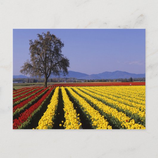 WA, Skagit Valley, Skagit Valley Tulip 2 Briefkaart (Voorkant)