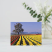 WA, Skagit Valley, Skagit Valley Tulip 2 Briefkaart (Staand voorkant)