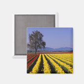 WA, Skagit Valley, Skagit Valley Tulip 2 Magneet (Voorkant / Achterkant)