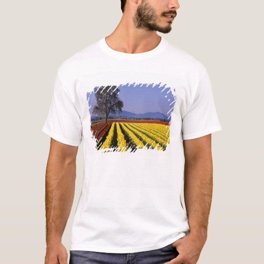 WA, Skagit Valley, Skagit Valley Tulip 2 T-shirt (Voorkant)