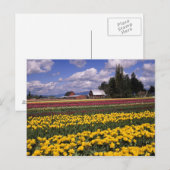WA, Skagit Valley, Skagit Valley Tulip Briefkaart (Voorkant / Achterkant)