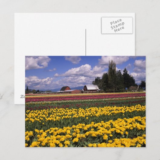 WA, Skagit Valley, Skagit Valley Tulip Briefkaart (Voorkant / Achterkant)