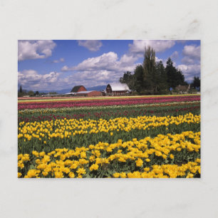 WA, Skagit Valley, Skagit Valley Tulip Briefkaart