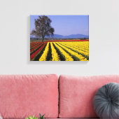 WA, Skagit Valley, Skagit Valley Tulip Canvas Afdruk (Insitu (Woonkamer))