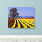 WA, Skagit Valley, Skagit Valley Tulip Canvas Afdruk (Insitu (Houten vloer))