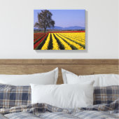 WA, Skagit Valley, Skagit Valley Tulip Canvas Afdruk (Insitu (Slaapkamer))