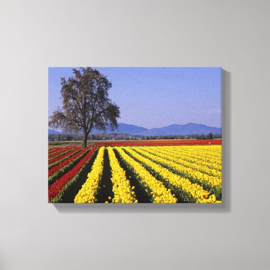 WA, Skagit Valley, Skagit Valley Tulip Canvas Afdruk (Voorkant)