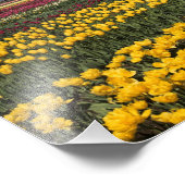 WA, Skagit Valley, Skagit Valley Tulip Foto Afdruk (Hoek)