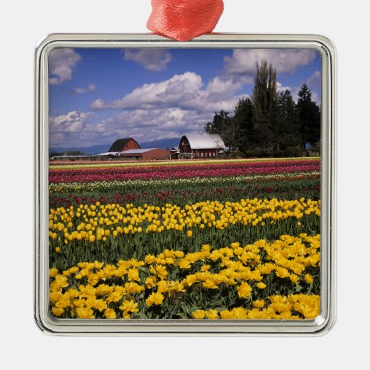 WA, Skagit Valley, Skagit Valley Tulip Metalen Ornament (Voorkant)
