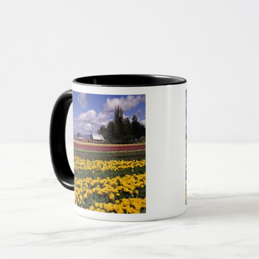 WA, Skagit Valley, Skagit Valley Tulip Mok (Voorkant links)