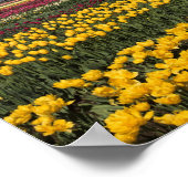 WA, Skagit Valley, Skagit Valley Tulip Poster (Hoek)