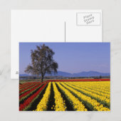 WA, Skagit Valley, Skagit Valley Tulp 2 Briefkaart (Voorkant / Achterkant)