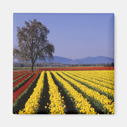 WA, Skagit Valley, Skagit Valley Tulp 2 Magneet (Voorkant)