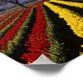 WA, Skagit Valley, Skagit Valley Tulp 2 Poster (Hoek)
