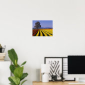 WA, Skagit Valley, Skagit Valley Tulp 2 Poster (Thuiskantoor)