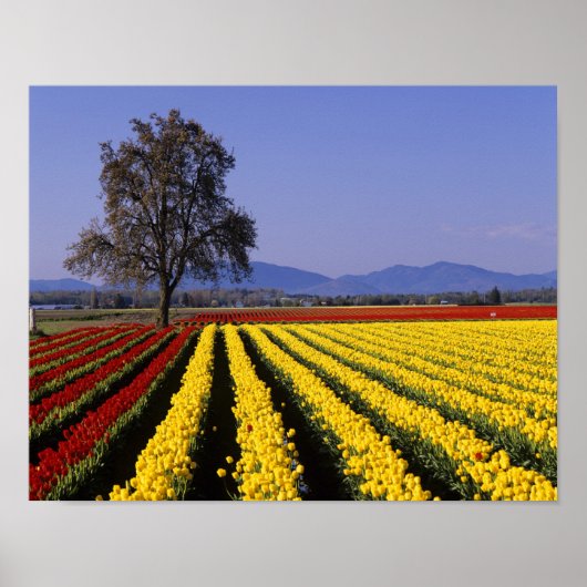 WA, Skagit Valley, Skagit Valley Tulp 2 Poster (Voorkant)