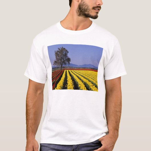 WA, Skagit Valley, Skagit Valley Tulp 2 T-shirt (Voorkant)