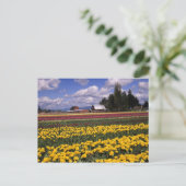 WA, Skagit Valley, Skagit Valley Tulp Briefkaart (Staand voorkant)