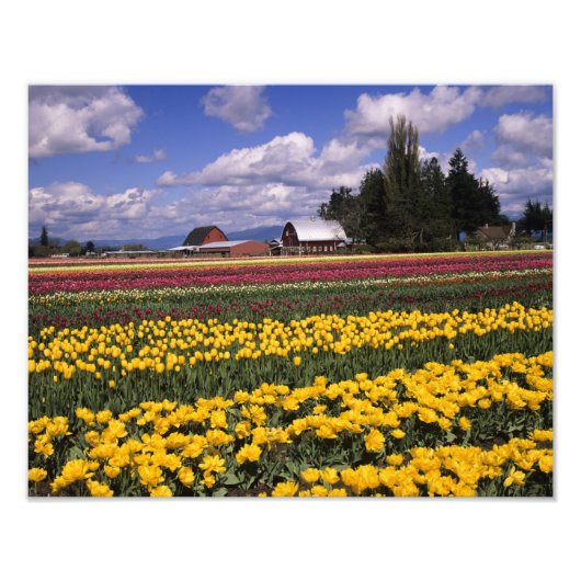 WA, Skagit Valley, Skagit Valley Tulp Foto Afdruk (Voorkant)