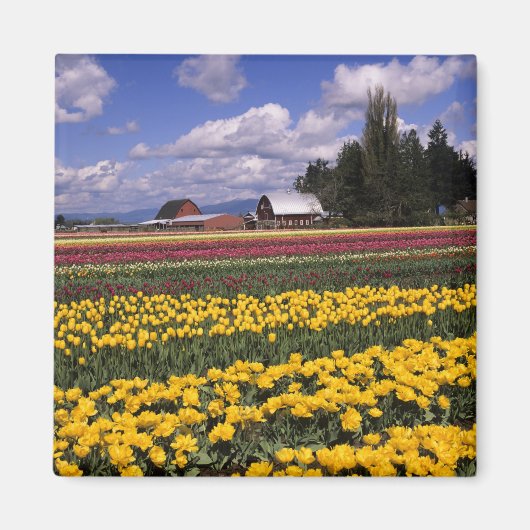 WA, Skagit Valley, Skagit Valley Tulp Magneet (Voorkant)