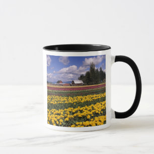 WA, Skagit Valley, Skagit Valley Tulp Mok