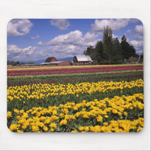 WA, Skagit Valley, Skagit Valley Tulp Muismat