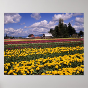 WA, Skagit Valley, Skagit Valley Tulp Poster