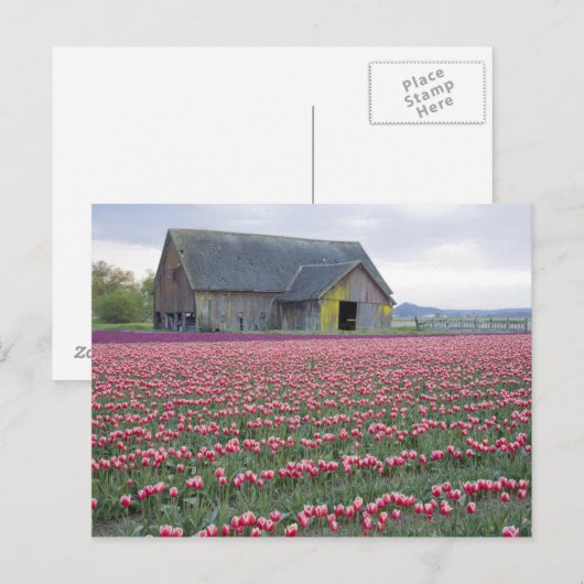 WA, Skagit Valley, Tulip Field en Barn Briefkaart (Voorkant / Achterkant)