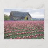 WA, Skagit Valley, Tulip Field en Barn Briefkaart (Voorkant)