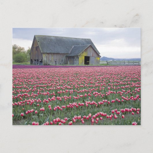 WA, Skagit Valley, Tulip Field en Barn Briefkaart (Voorkant)