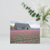 WA, Skagit Valley, Tulip Field en Barn Briefkaart (Staand voorkant)