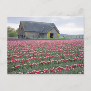 WA, Skagit Valley, Tulip Field en Barn Briefkaart