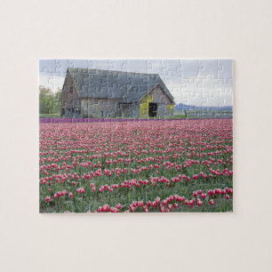 WA, Skagit Valley, Tulip Field en Barn Legpuzzel