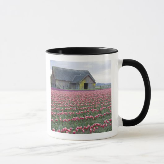 WA, Skagit Valley, Tulip Field en Barn Mok (Rechts)