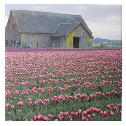 WA, Skagit Valley, Tulip Field en Barn Tegeltje (Voorkant)