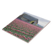 WA, Skagit Valley, Tulip Field en Barn Tegeltje (Zijkant)