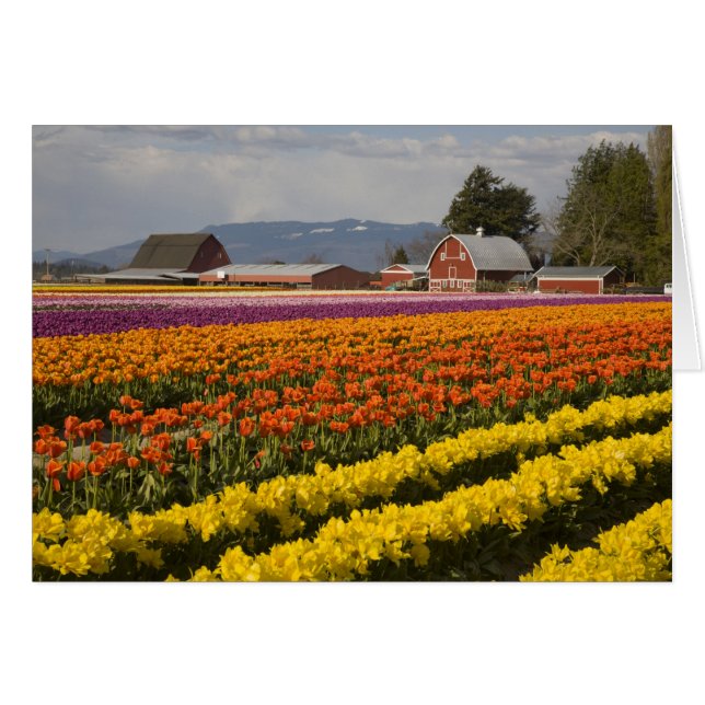 WA, Skagit Valley, Tulip fields in bloom (Voorkant Horizontaal)