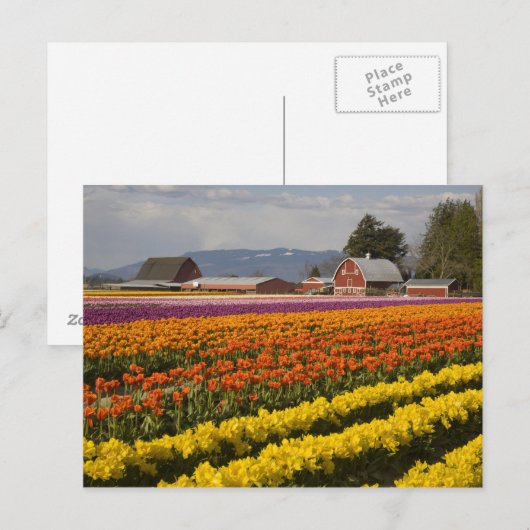 WA, Skagit Valley, Tulip fields in bloom Briefkaart (Voorkant / Achterkant)