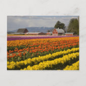 WA, Skagit Valley, Tulip fields in bloom Briefkaart (Voorkant)
