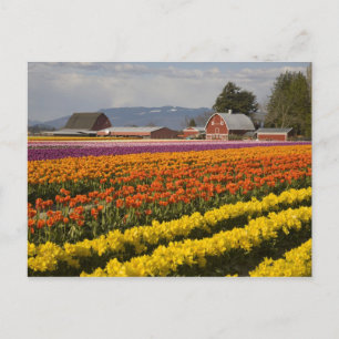 WA, Skagit Valley, Tulip fields in bloom Briefkaart