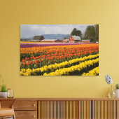 WA, Skagit Valley, Tulip fields in bloom Canvas Afdruk (Insitu (Woonkamer))